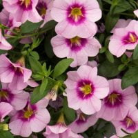 CALIBRACHOA Bloomtastic  - Rose Quartz