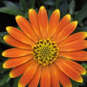 OSTEOSPERMUM Flowerpower - Magic Orange '20