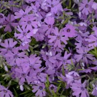 PHLOX Subulata - Purple Beauty