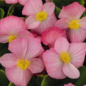 Begonia semp. PREMIUM  - Pink
