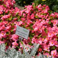 Begonia semp. PREMIUM  - Pink
