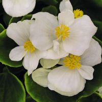 Begonia semp. PREMIUM - White