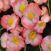 Begonia semp. PREMIUM - Rose Bicolor