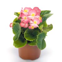 Begonia semp. PREMIUM - Rose Bicolor