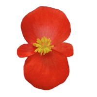 Begonia semp. MILET OLYMPIA - Scarlet