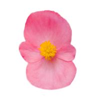 Begonia semp. MILET OLYMPIA - Rose