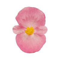Begonia semp. HIGHLIGHT - Pink