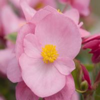 Begonia semp. MILET OLYMPIA - Pink
