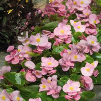 Begonia semp. MILET OLYMPIA - Pink