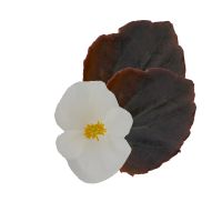 Begonia semp. SENATOR IQ - White