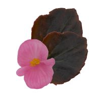 Begonia semp. SENATOR IQ - Pink