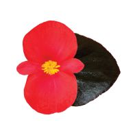 Begonia hyb. VIKING XL - Red on Chocolate