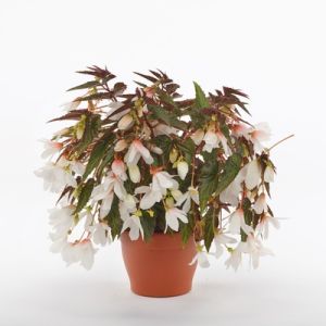 Begonia hyb. WENDY  - White