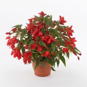Begonia hyb. WENDY  - Red