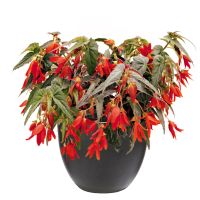 Begonia hyb.  - Santa Cruz