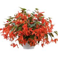 Begonia hyb. GROOVY - Orange