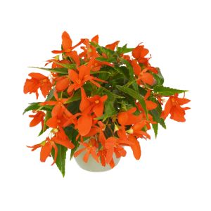 Begonia hyb. GROOVY - Orange