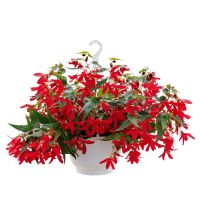 Begonia hyb. GROOVY - Red