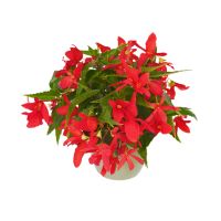 Begonia hyb. GROOVY - Red
