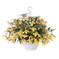 Begonia hyb. GROOVY - Yellow