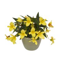 Begonia hyb. GROOVY - Yellow