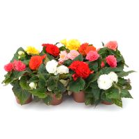 Begonia tub. FORTUNE - Compact Mix