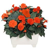 Begonia tub. FORTUNE - Orange Shades