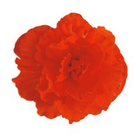 Begonia tub. FORTUNE - Orange Shades
