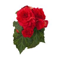 Begonia tub. NONSTOP - Red