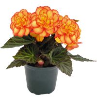 Begonia tub. NONSTOP - Fire