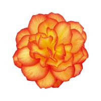 Begonia tub. NONSTOP - Fire