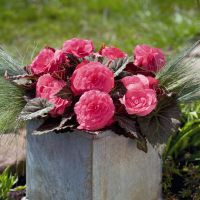 Begonia tub. MOCCA - Pink Shades