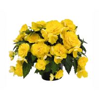 Begonia tub. JOY - Yellow