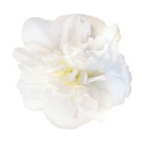 Begonia tub. JOY - Mocca White