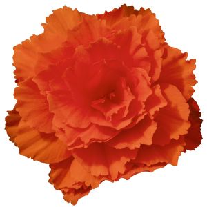 Begonia tub. JOY - Orange