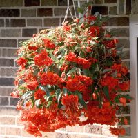 Begonia tub. ILLUMINATION - Orange