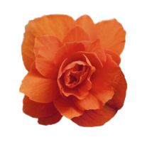 Begonia tub. ILLUMINATION - Orange