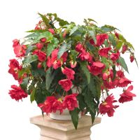 Begonia tub. ILLUMINATION - Rose