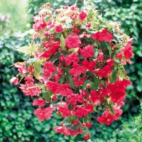 Begonia tub. ILLUMINATION - Rose