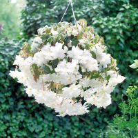 Begonia tub. ILLUMINATION - White