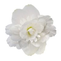Begonia tub. ILLUMINATION - White