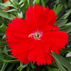 Dianthus chin. DIANA - Scarlet Picotee