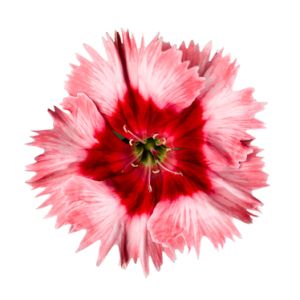 Dianthus chin. SUPER PARFAIT - Strawberry