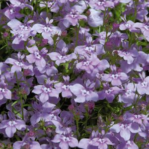 Lobelia erinus EARLY SKY - Lilac