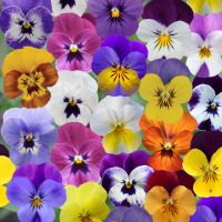 Viola cornuta CORNET - Paradise Garden Mix