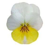 Viola cornuta CORNET - Banana - Cream
