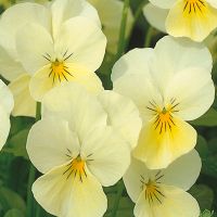 Viola cornuta CORNET - Yellow Blotch
