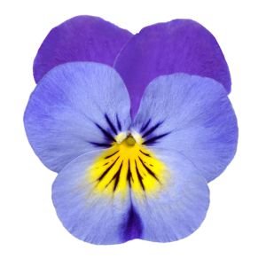 Viola cornuta CORNET - Denim