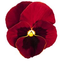 Viola cornuta CORNET - Red XL