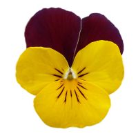 Viola cornuta CORNET - Yellow Red - Wing